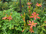 Blackberry Lily