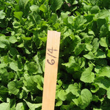 Ice-bred Arugula