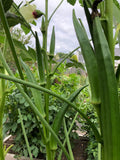 Indian Bhindi