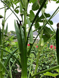 Indian Bhindi