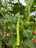 Indian Bhindi