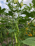 Indian Bhindi