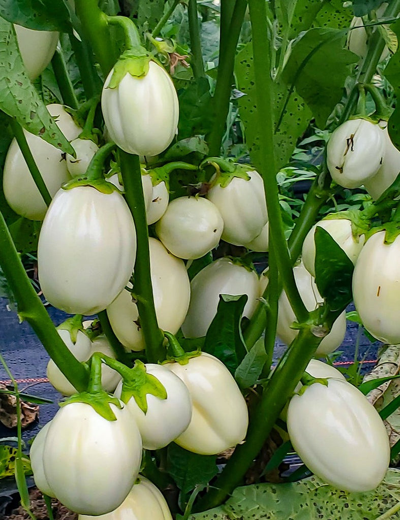 african garden egg seeds Intore (African Eggplant)