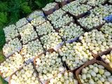 Intore (African Eggplant)