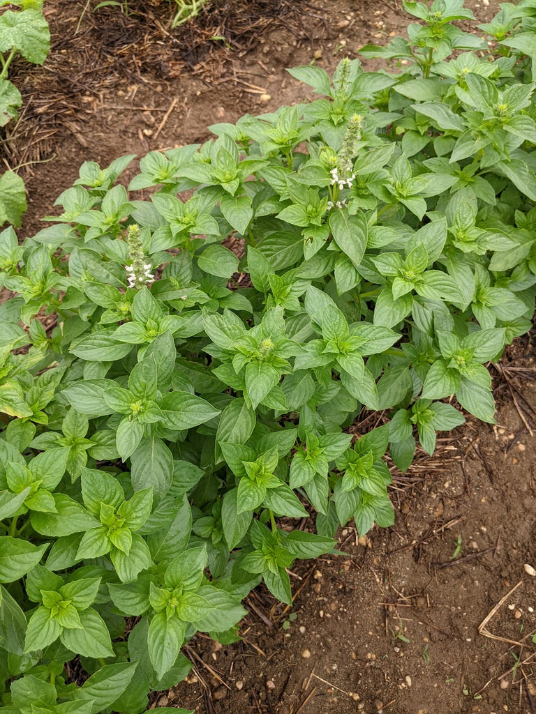 Iraqi Reehan Basil