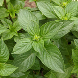 Iraqi Reehan Basil