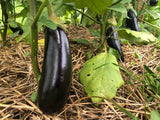 Ischia Eggplant