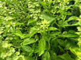 Italian Sweet Basil