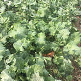 Judy's Siberian Kale