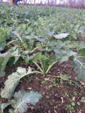 Judy's Siberian Kale