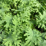 White Russian Kale