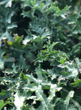 White Russian Kale