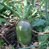Korean Green Luobo Radish