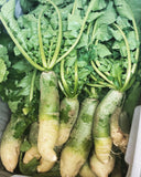 Korean Green Luobo Radish