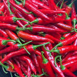Korean Hong-Gochu Pepper