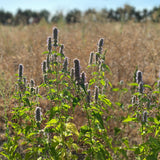 Korean Licorice Mint (Bae Cho Hyang)