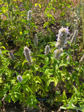 Korean Licorice Mint (Bae Cho Hyang)