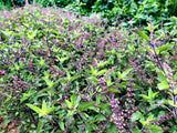 Krapao Red (Thai Holy Basil)