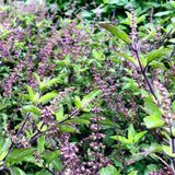 Krapao Red (Thai Holy Basil)