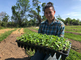 Krapao Red (Thai Holy Basil)
