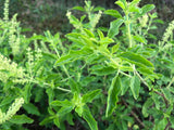 Krapao White (Thai Holy Basil)