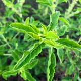 Krapao White (Thai Holy Basil)