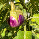 Lavender Frog Egg (Eggplant)