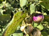 Lavender Frog Egg (Eggplant)