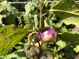 Lavender Frog Egg (Eggplant)