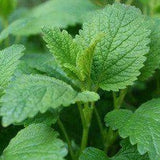 Lemon Balm