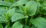 Lemon Balm