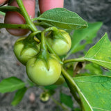 Liberian Kittley (Pea Eggplant)
