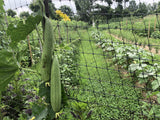 Mướp Hương (Smooth Luffa Gourd)
