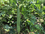 Mướp Hương (Smooth Luffa Gourd)