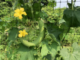 Mướp Hương (Smooth Luffa Gourd)