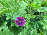 Purple Cloud Mallow