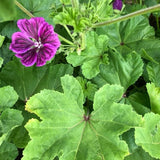 Purple Cloud Mallow