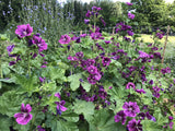 Purple Cloud Mallow