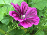 Purple Cloud Mallow