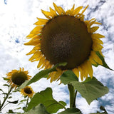 Mammoth Grey Stripe Sunflower