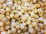 New Hanover Ground Cherry