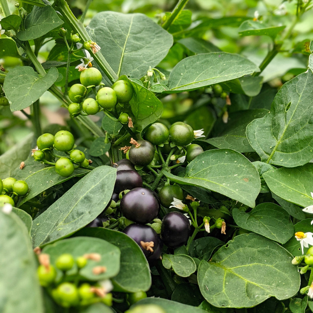 planting huckleberry seeds Njama Njama (Garden Huckleberry)