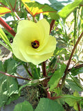 Nkruma Tenten Okra