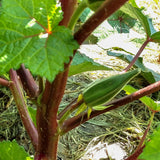 Nkruma Tenten Okra