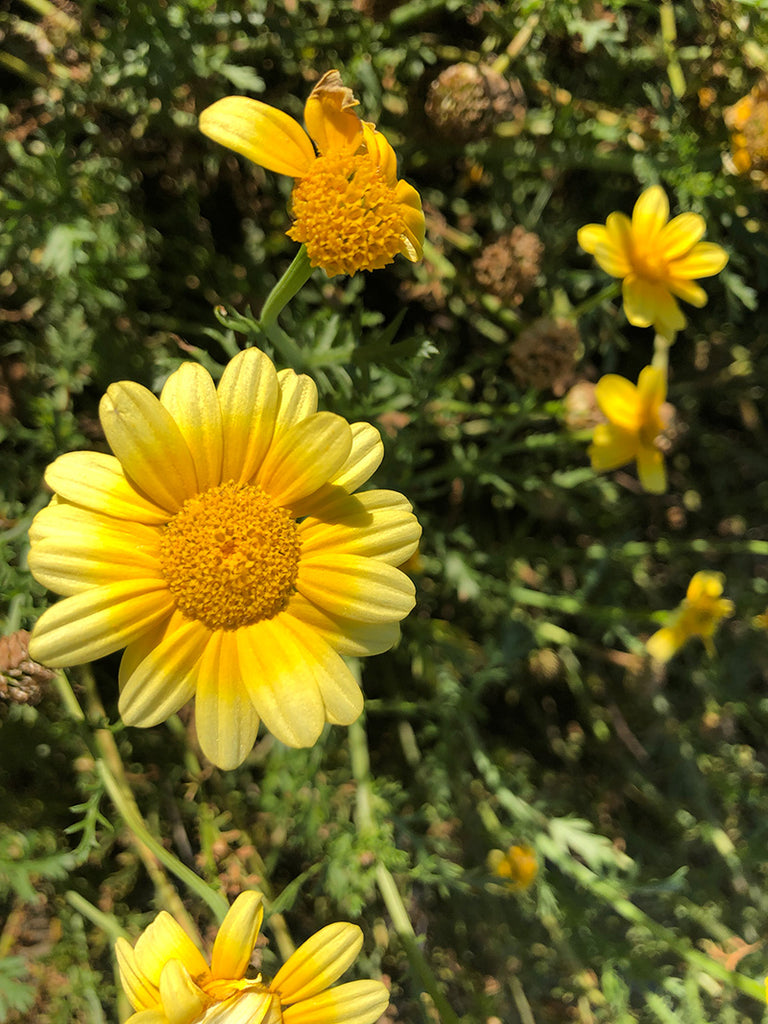 Oasis Shungiku (Chrysanthemum Greens) – Truelove Seeds