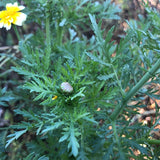 Oasis Shungiku (Chrysanthemum Greens)