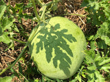Odell's Large White Watermelon