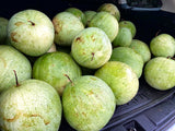 Odell's Large White Watermelon