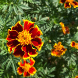 Orange Fire Marigolds