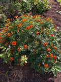 Orange Fire Marigolds